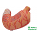 model żołądka człowieka, 2 części - 3b smart anatomy kat. 1000302 k15 3b scientific modele anatomiczne 9